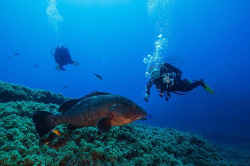 Vila Franca do Campo: Boat Diving Guided Tours twice a day. - An Overview of the Experience