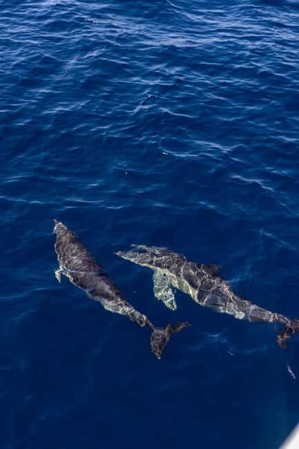 Vilamoura: Boat Tour Dolphin Quest - The Experience of Seeing Dolphins