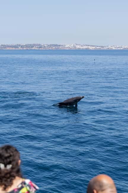 Vilamoura: Boat Tour Dolphin Quest - What the Reviews Say