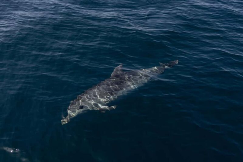 Vilamoura: Boat Tour Dolphin Quest - Who Should Consider This Tour?