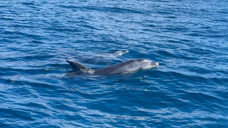 Vilamoura: Private boat Marine Wildlife Watching Safari - What Makes This Tour Stand Out?