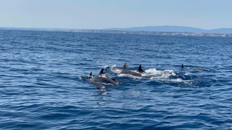 Vilamoura: Private boat Marine Wildlife Watching Safari - Details That Matter