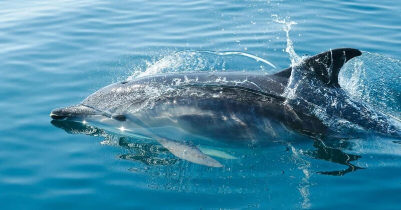 Vilamoura: Private boat Marine Wildlife Watching Safari - Who Will Love This Tour?