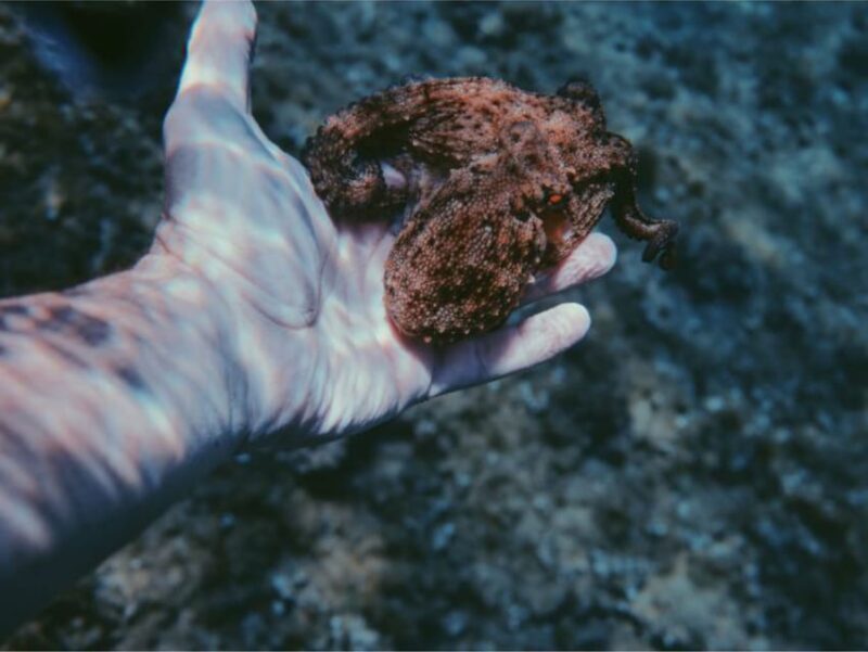 Villajoyosa: Excursión guiada en kayak con snorkel - Who Will Love This Tour?