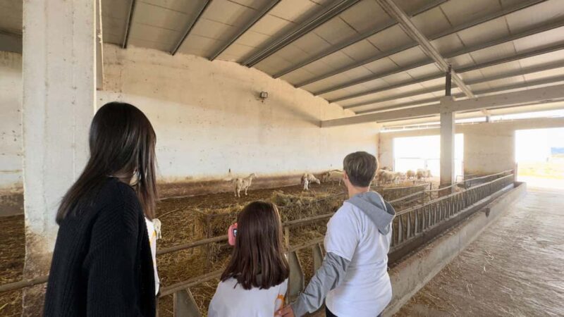 Villanova Monteleone: visit a dairy farm with cheese tasting - The Experience in Detail