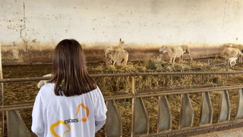 Villanova Monteleone: visit a dairy farm with cheese tasting - What You’ll See and Learn