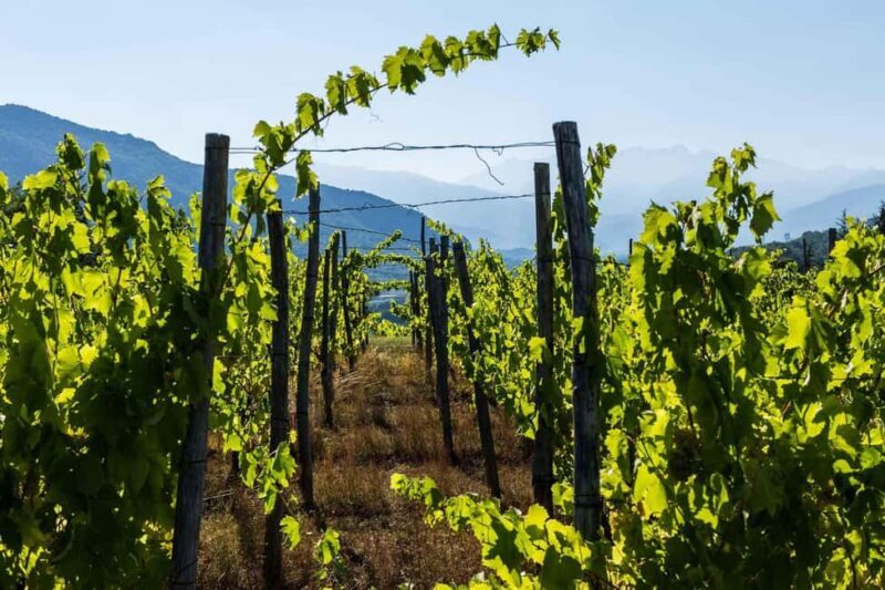 Villarbasse: Wine Tasting in the Historic Vineyards - Key Points