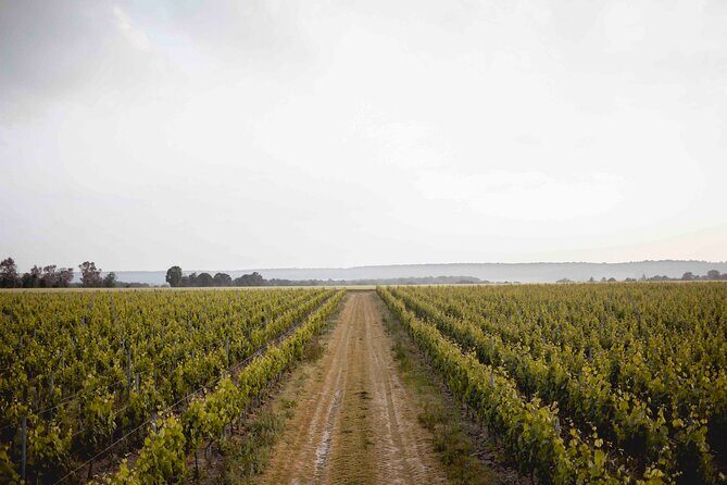 Vineyard tour and wine tasting in Davron - The Basics of the Tour