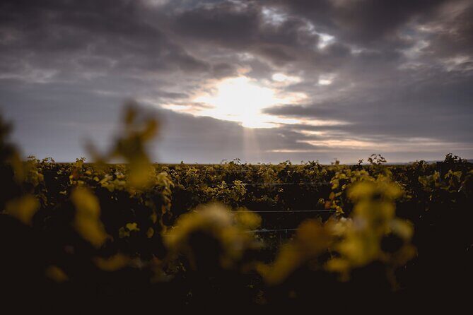 Vineyard tour and wine tasting in Davron - The Experience: Details and Atmosphere