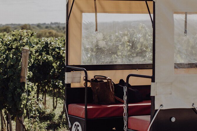 Vineyard tour and wine tasting in Davron - What the Reviews Say