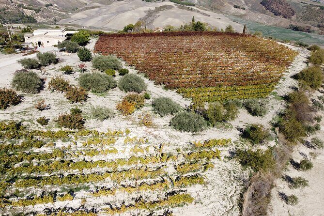 Vineyard Tour, Wine and Sicilian delicacies tasting at a Winery in Agrigento - Who Should Consider This Experience?