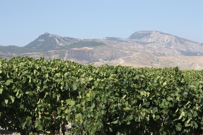 Vineyard Tour, Wine and Sicilian delicacies tasting at a Winery in Agrigento - FAQ