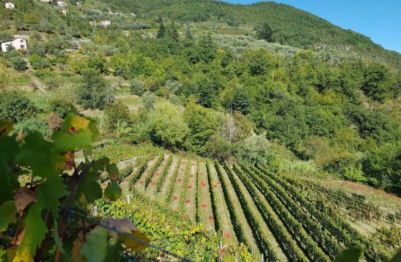 Vineyard Tour with Wine Tasting and Light Lunch near Imperia - Discover the Charm of Liguria with a Vineyard Tour Near Imperia