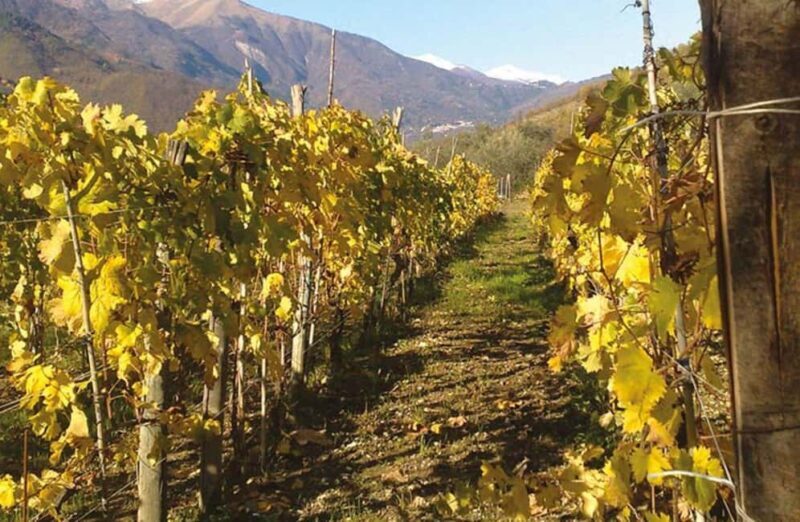 Vineyard Tour with Wine Tasting and Light Lunch near Imperia - Key Points