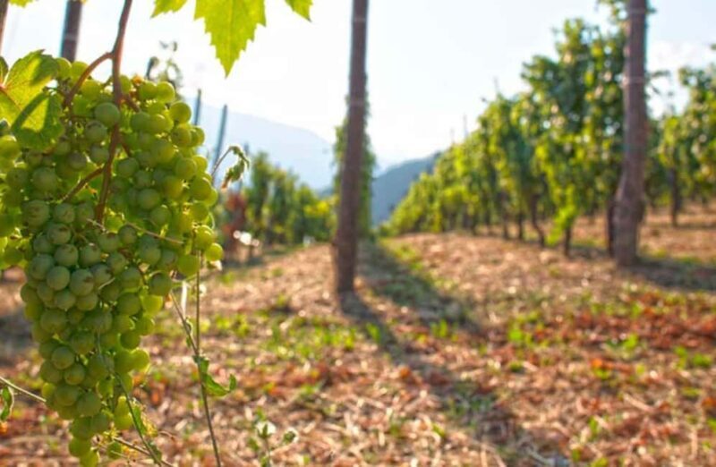 Vineyard Tour with Wine Tasting and Light Lunch near Imperia - The Value of This Experience