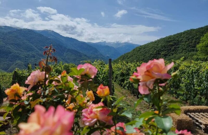 Vineyard Tour with Wine Tasting and Light Lunch near Imperia - Final Thoughts