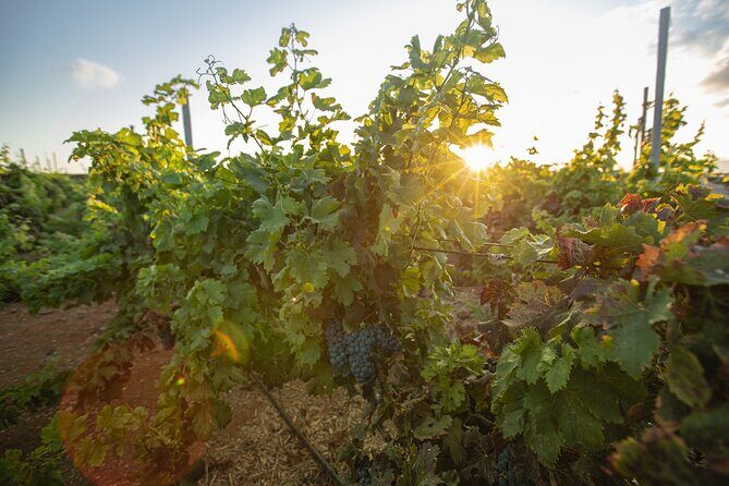 Vineyard tour with wine tasting and local products - FAQs