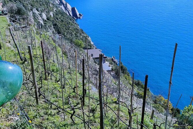 Vineyard Tour with Wine Tasting in Cinque Terre - Vineyard Tour with Wine Tasting in Cinque Terre: A Detailed Look
