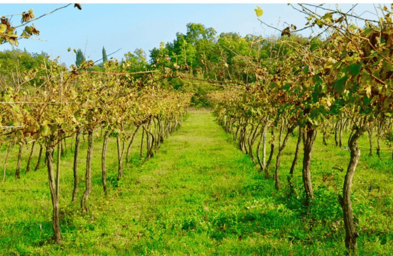 Vineyard Walk & Wine Tasting in the Berici Hills of Vicenza - FAQs