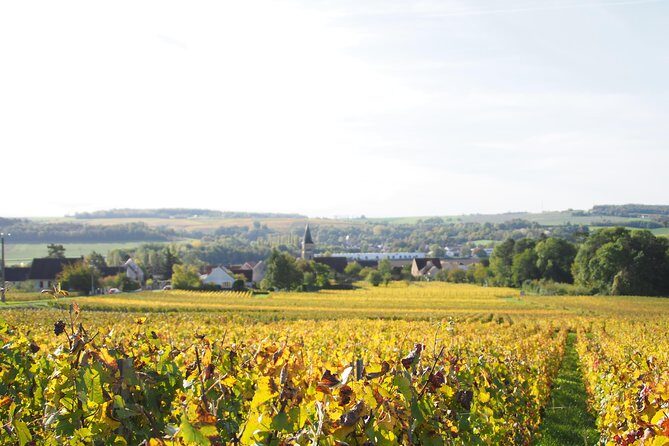 Vineyard Walking Tour & 5 Champagnes Tasting - Who Is This Tour Perfect For?