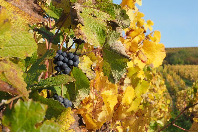 Vineyard Walking Tour & 5 Champagnes Tasting - Final Thoughts