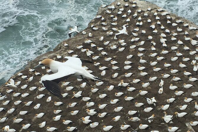 Vineyards Honey and Black Sand Beaches from Auckland - Exploring the Itinerary in Detail