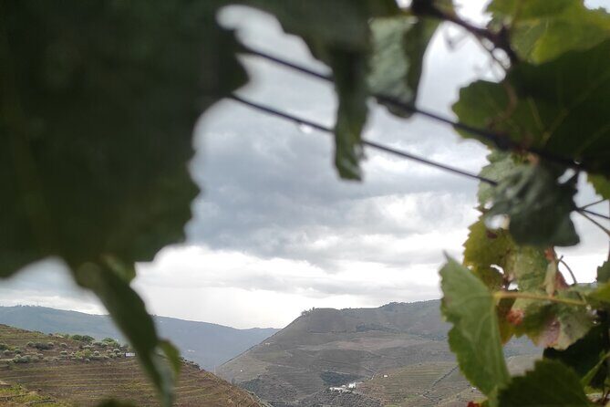 Vinho Verde 2 Wineries + Cultural Guimarães - Private/from Porto - FAQ: Your Practical Questions Answered