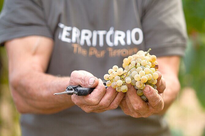 Vinho Verde Experience with 2 Wineries and Lunch - Key Points