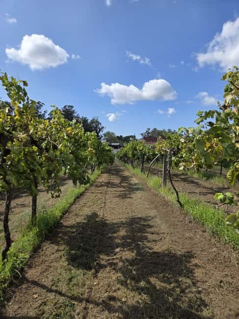 Vinho Verde - Wine Tasting with Transportation - An In-Depth Look at the Vinho Verde Tour