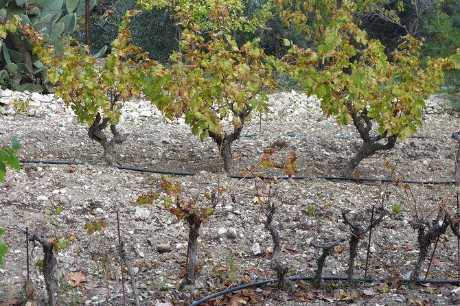 Vino Venture: Explore With A Local - Troodos Mountains thru Wine! - Final Thoughts