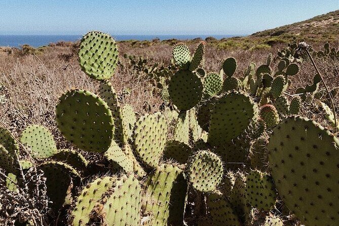 Vintage VW Hippie Shared Tour to Malibu with Wine Tasting - Frequently Asked Questions