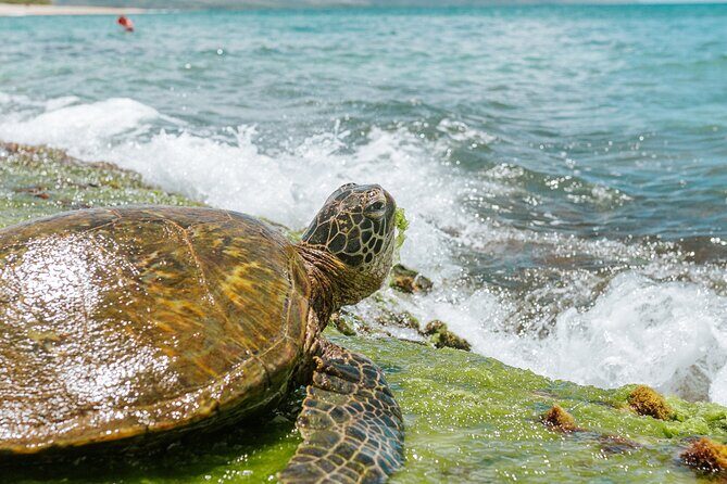 Vintage VW Turtle Tour on the North Shore - What Makes the Vintage VW Turtle Tour Stand Out