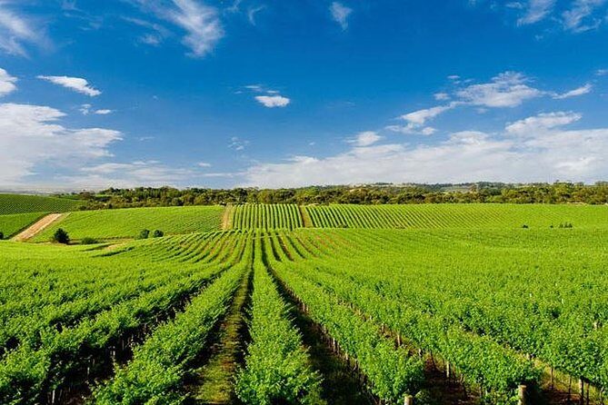 Vinyard Tour By Horse & Carriage With Delicious Tasting - Umbria - Final Thoughts