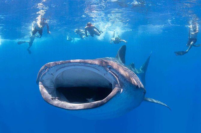 VIP Aloha Nui Snorkel Adventure w/ optional SCUBA from Lahaina - Key Points