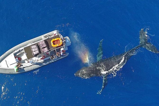 VIP Aloha Nui Snorkel Adventure w/ optional SCUBA from Lahaina - The Trip’s Pacing and Group Size