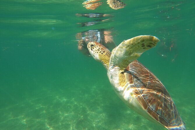 VIP Cenotes & Turtles Private Tour - In-Depth Look at the Itinerary
