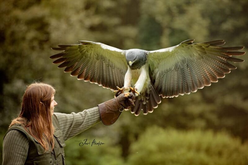 VIP falconry taster session - What to Expect from Your Falconry Experience