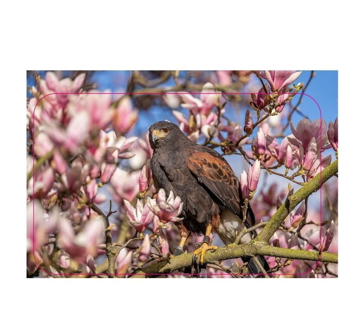 VIP falconry taster session - Final Thoughts
