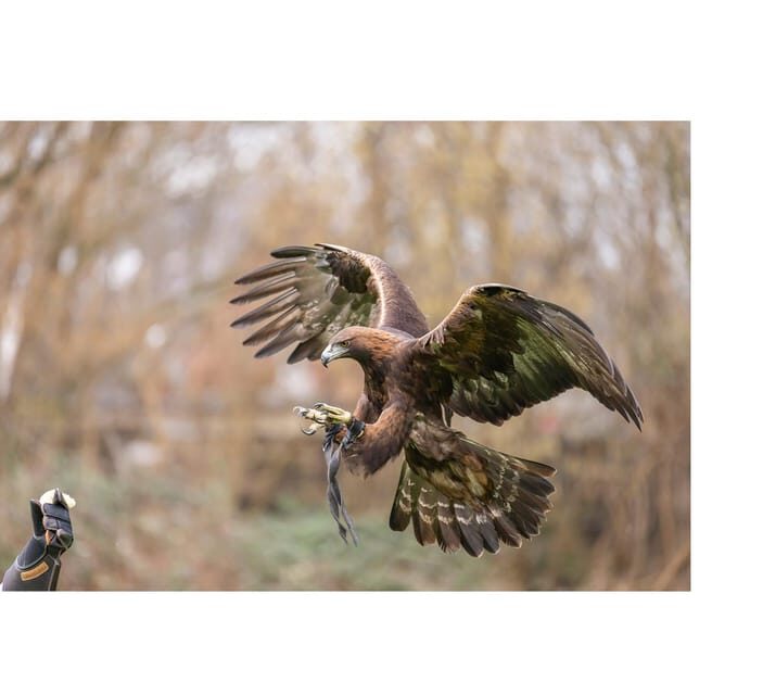 VIP falconry taster session - FAQ
