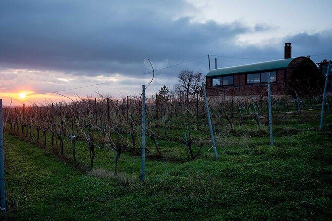 VIP Full Day Wineries Tour from Istanbul - The Experience: What You Can Expect