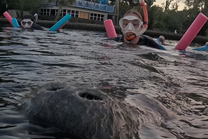 VIP Guided Swim with Manatee Tour Crystal River FL Free Photos - The Sum Up