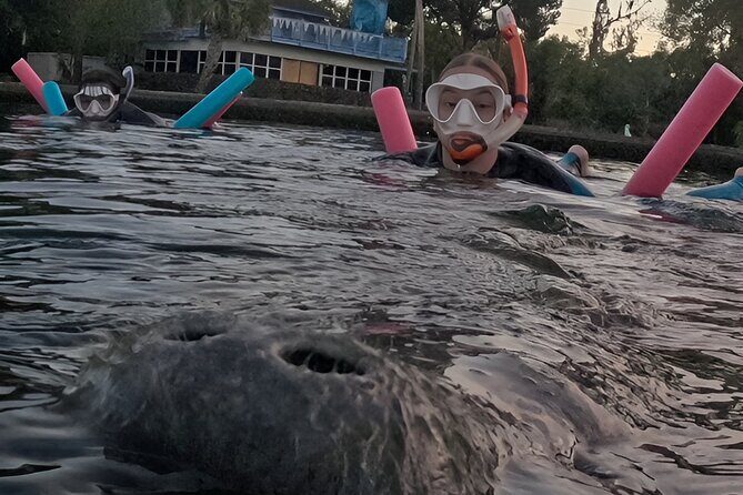 VIP Guided Swim with Manatee Tour Crystal River FL Free Photos - FAQ