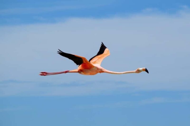VIP Holbox Island Sunrise - 2 Points + Fruit + Coffee - The Experience From the Traveler’s Perspective