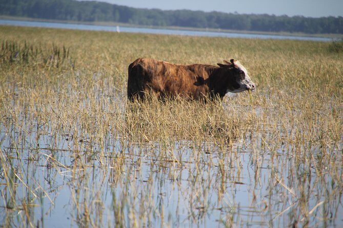 VIP Private Airboat Tour near Orlando - What to Expect from the Experience