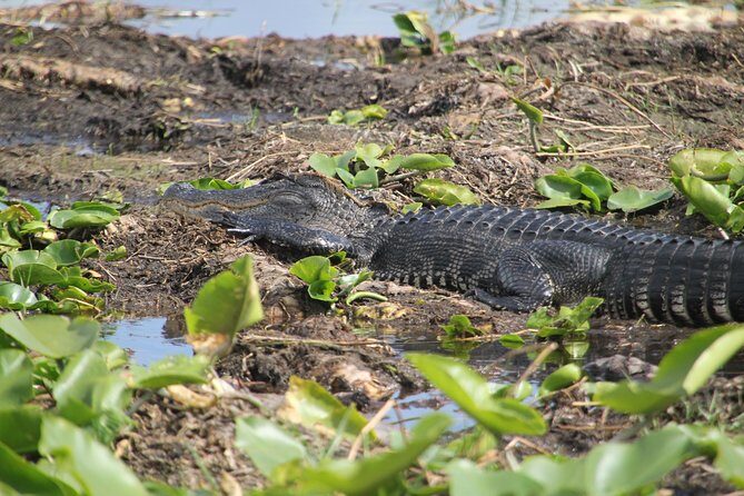 VIP Private Airboat Tour near Orlando - Final Thoughts
