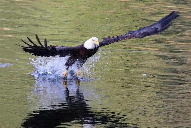 VIP Private Alaska Native Excursion (Cultural, Scenic Experience) - What to Expect from the Tour