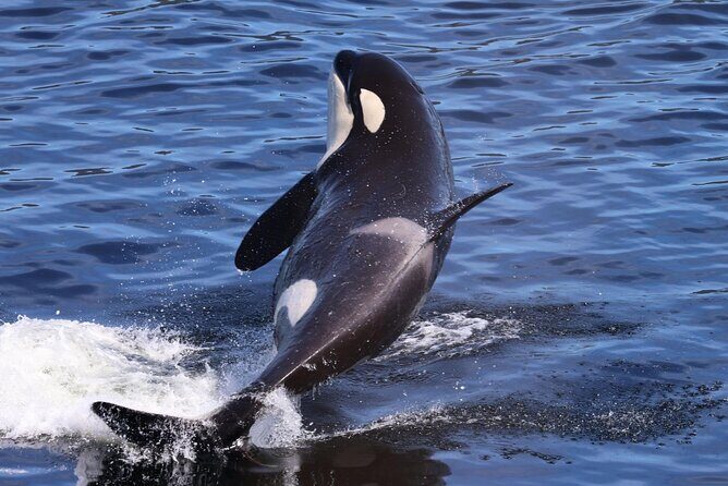 VIP Private Alaska Native Excursion (Cultural, Scenic Experience) - Why This Tour Is Worth the Cost