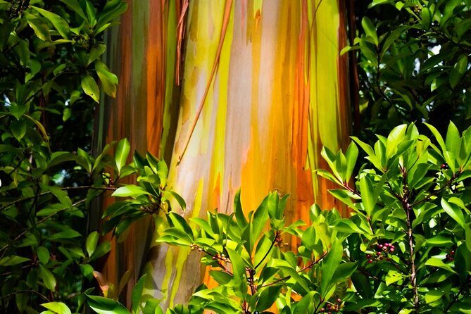 VIP Private Road to Hana and Haleakala Sunset Tour - The Sum Up