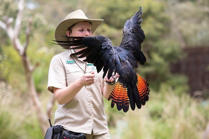 VIP Sanctuary Tour at Healesville Sanctuary - excl. entry - Key Points