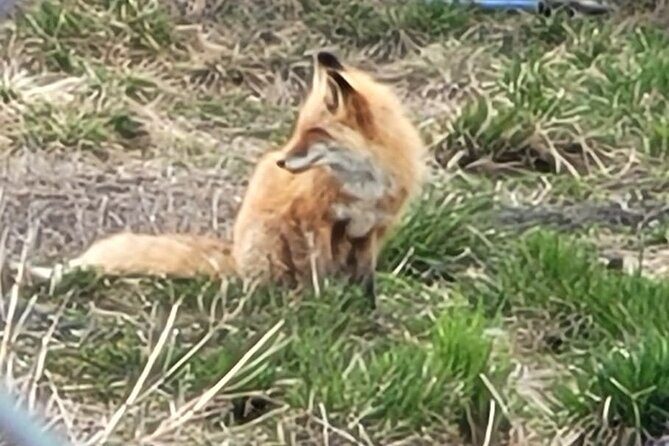 VIP Tour from Anchorage to Alaska Wildlife Conservation Center - FAQs